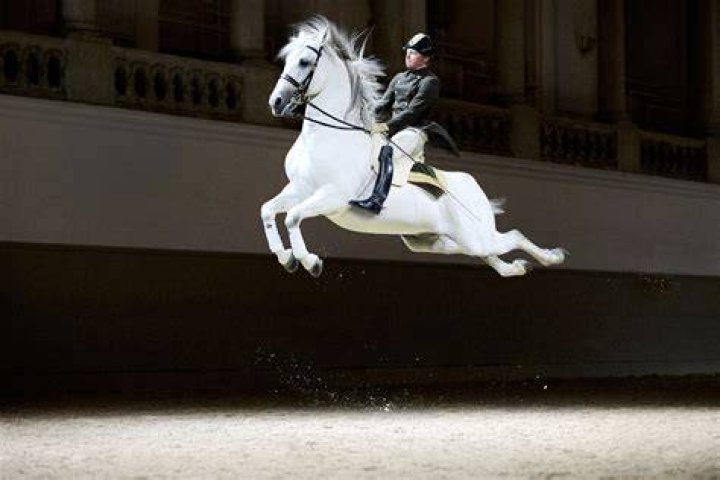 Lipizzaner Stallions To Tour US